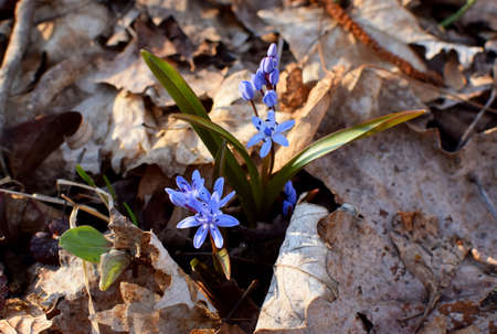 Blue scilla (Scilla siberica) blooms in the spring forest of Krasnodar Territory, Russia. Blue primroses among last year's fallen leaves. Shallow depth of field.の写真素材