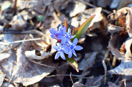 Blue scilla (Scilla siberica) blooms in the spring forest of Krasnodar Territory, Russia. Blue primroses among last year's fallen leaves. Shallow depth of field.の写真素材