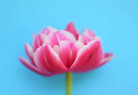 One delicate peony pink tulip close-up on a blue background. Soft focus.の写真素材