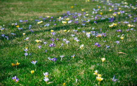 Beautiful spring purple, white, yellow crocuses, giant crocuses on a green lawn. Spring flowers. Primroses. Early spring.の写真素材