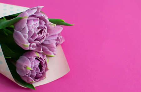 Beautiful bouquet of lilac spring tulips and place for text for Mother's Day or 8 March on a magenta background. Top view flat style.の写真素材