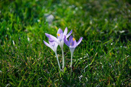 Beautiful spring purple, white, yellow crocuses, giant crocuses on a green lawn. Spring flowers. Primroses. Early spring.の写真素材