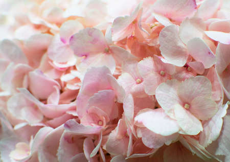 Beautiful blooming delicate pink texture of hydrangea flowers, close-up view. Pink pastel floral...