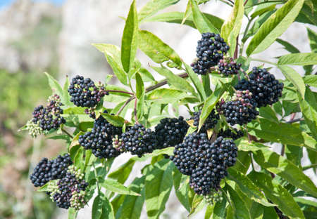 Black elderberry bush (sambucus nigra) fruit in sunlight. Elderberry black European on the branches close-up. Medicinal plant.の写真素材
