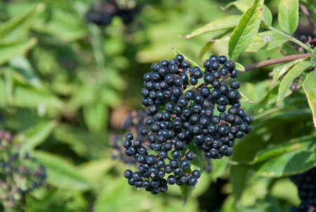 Black elderberry bush (sambucus nigra) fruit in sunlight. Elderberry black European on the branches close-up. Medicinal plant.の写真素材