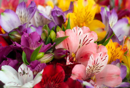 Beautiful floral alstroemeria background. Alstroemeria flowers are colorful. Purple, red, yellow, pink Peruvian lilies.の写真素材