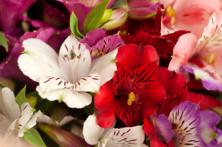 Beautiful floral alstroemeria background. Alstroemeria flowers are colorful. Purple, red, yellow, pink Peruvian lilies.の写真素材