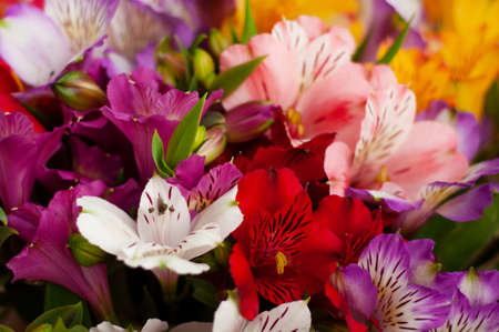 Beautiful floral alstroemeria background. Alstroemeria flowers are colorful. Purple, red, yellow, pink Peruvian lilies.の写真素材