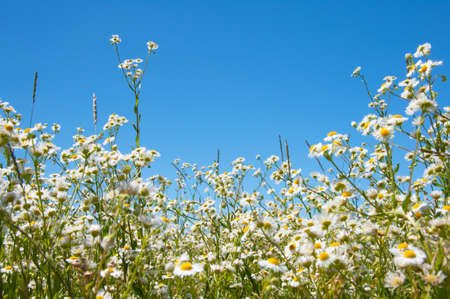 Chamomile flowers bloom on a summer field. Wildflowers and blue sky on a bright sunny dayの写真素材