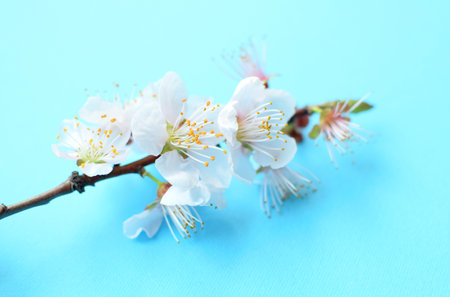 Blooming peach tree branch on a blue background.の写真素材