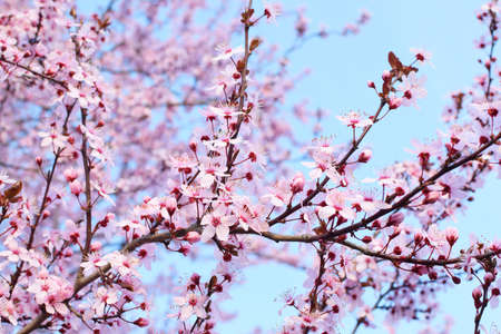 Beautiful blooming trees with pink sakura flowers in spring. Sakura blossom (sakura hanami).