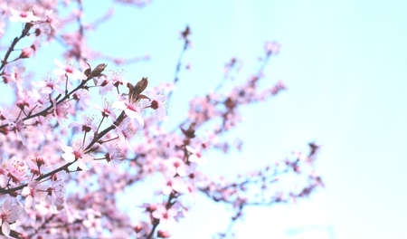 Beautiful blooming trees with pink sakura flowers in spring. Sakura blossom (sakura hanami). Copy...