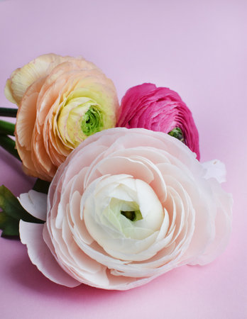 Beautiful bouquet of colorful ranunculus flowers on a pink background. Flowers buttercup.の写真素材