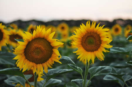 Sunflower flowers in the field. Bright yellow flowers in the summer. Agriculture. Organic farming.の写真素材