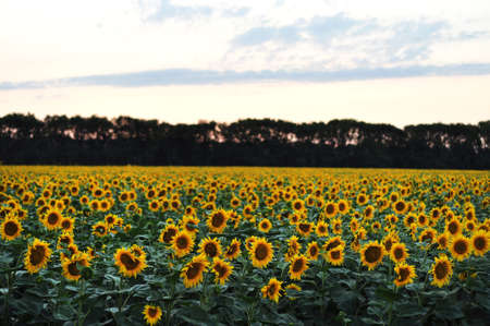 Sunflower flowers in the field.