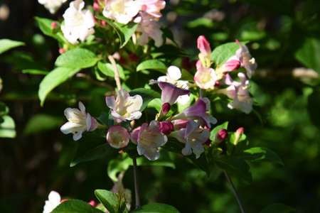 Beautiful pink flowers Weigela florida. Flowers of weigela florida. Blooming garden in spring garden in sunny day.の写真素材