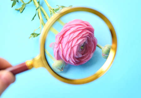 Close up of pink ranunculus by magnifying glassの写真素材