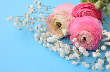 A beautiful bouquet of pink ranunculus (buttercups) with delicate white gypsophila flowers on a blue background.の写真素材