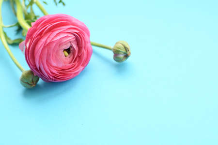Beautiful pink ranunculus flowers on a blue background. Flowers buttercup. Copy space for textの写真素材
