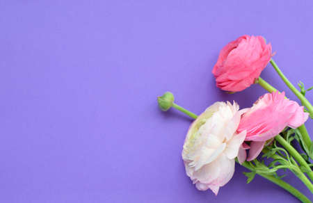 Beautiful bouquet of pink ranunculus flowers on a lilac background. Flowers buttercup. Copy space for textの写真素材