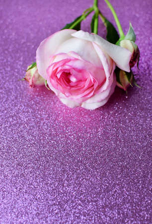 One beautiful pink rose with buds on a lilac glitter background. Valentine's Day. Copy space.の写真素材