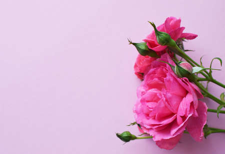 A branch of beautiful pink roses with buds on a pink background. Valentine's Day. Copy spaceの写真素材