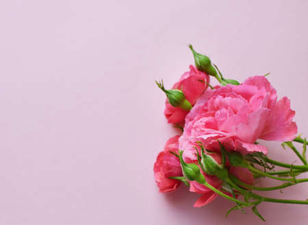 A branch of beautiful pink roses with buds on a pink background. Valentine's Day. Copy spaceの写真素材