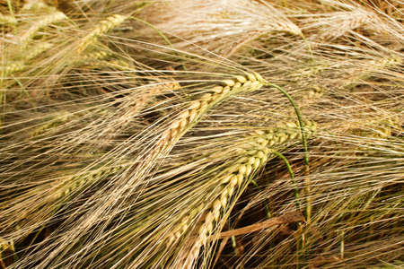 Background from ears of golden ripe rye. Harvesting. Rural landscapes in bright sunlight.の写真素材