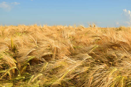 Yellow ripe wheat against the blue sky. Harvesting. Rural landscapes in shining sunlight. Golden ears of ryeの写真素材