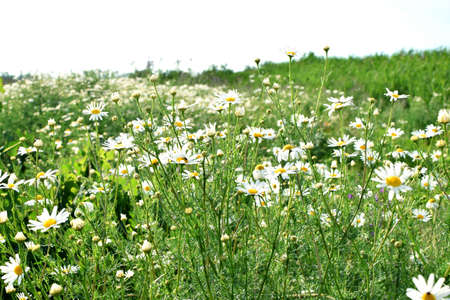 Field of camomiles at sunny day at nature. Camomile daisy flowers in summer day. Medicinal chamomileの写真素材