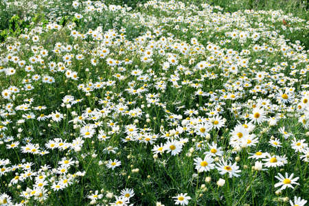 Field of camomiles at sunny day at nature. Camomile daisy flowers in summer day. Medicinal chamomileの写真素材