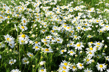 Field of camomiles at sunny day at nature. Camomile daisy flowers in summer day. Medicinal chamomileの写真素材
