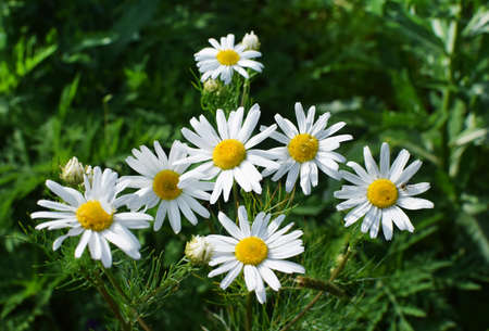 Field of camomiles at sunny day at nature. Camomile daisy flowers in summer day. Medicinal chamomileの写真素材