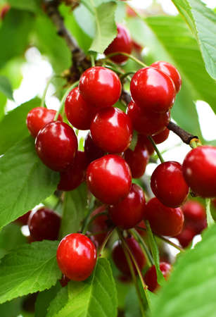 Ripe cherries on a branch with green leaves. Cherry harvest. Red ripe cherries in the gardenの写真素材