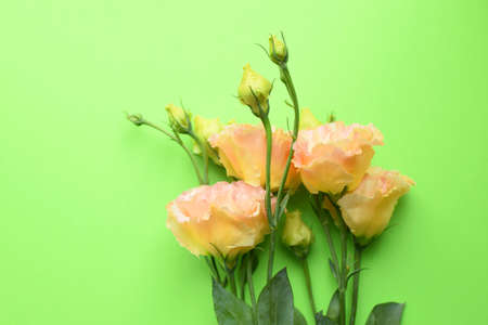 Beautiful yellow-pink eustoma flowers (lisianthus) in full bloom with green leaves. Bouquet of flowers on green background. Copy spaceの写真素材