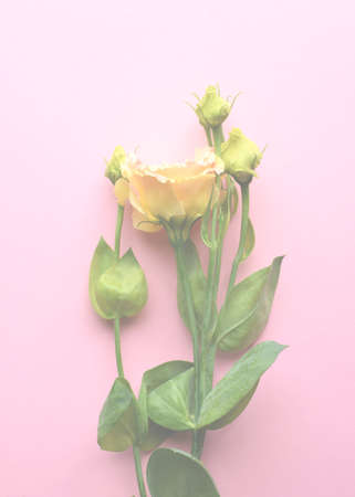 Beautiful pink and green eustoma flowers (lisianthus) in full bloom with green leaves. Bouquet of...