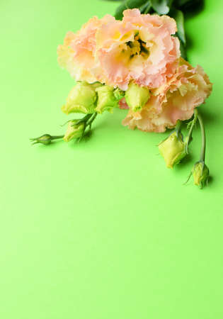 Beautiful yellow-pink eustoma flowers (lisianthus) in full bloom with green leaves. Bouquet of flowers on green background. Copy spaceの写真素材