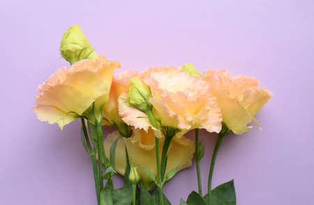 Beautiful yellow-pink and green eustoma flower (lisianthus) in full bloom with green leaves. Bouquet of flowers on lilac background. Copy spaceの写真素材