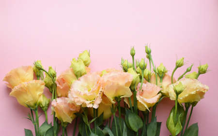 Beautiful yellow-pink and green eustoma flower (lisianthus) in full bloom with green leaves. Bouquet of flowers on lilac background. Copy spaceの写真素材