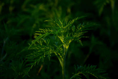 Ragweed bushes. Ambrosia artemisiifolia is the strongest allergen. Its pollen causes severe...