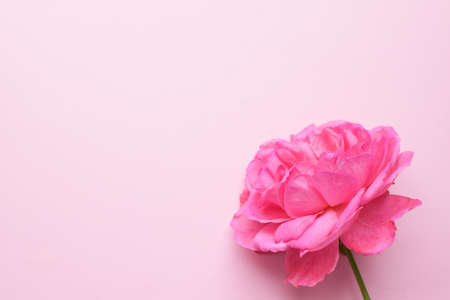 One beautiful pink rose on a pink background. Valentine's Day. Copy space.の写真素材