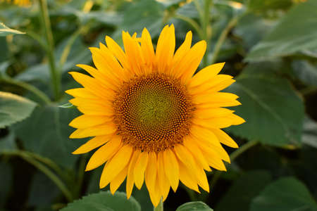 Sunflower flower in the field. Bright yellow flower in the summer. Close upの写真素材