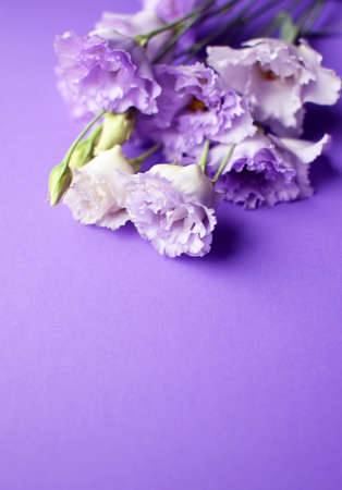 Beautiful violet eustoma flowers (lisianthus) in full bloom with buds leaves. Bouquet of flowers on purple background. Copy spaceの写真素材