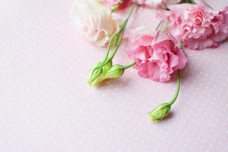 Beautiful pink eustoma flowers (lisianthus) in full bloom with buds leaves. Bouquet of flowers on pink polka dot background. Copy spaceの写真素材