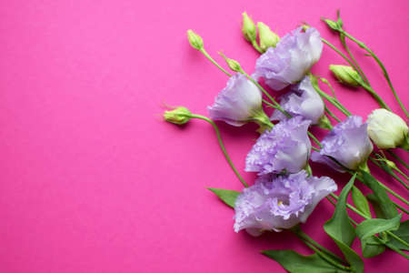 Beautiful purple eustoma flowers (lisianthus) in full bloom with buds leaves. Bouquet of flowers on fuchsia background. Copy spaceの写真素材