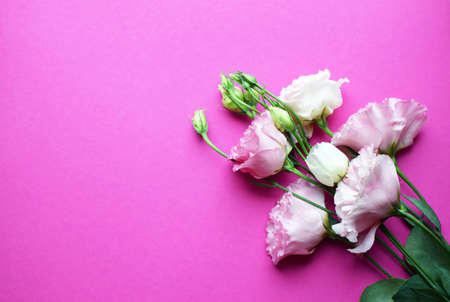Beautiful pink eustoma flowers (lisianthus) in full bloom with buds leaves. Bouquet of flowers on fuchsia background. Copy spaceの写真素材