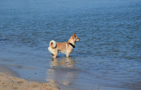 A cute Chihuahua dog in a collar stands on the seashore and looks into the distanceの写真素材