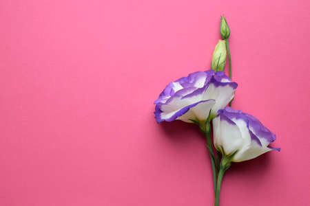 Beautiful white-purple eustoma (lisianthus) flowers in full bloom with green leaves. Bouquet of flowers on a red background. Copy spaceの写真素材