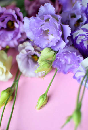 Beautiful purple eustoma flowers (lisianthus) in full bloom with buds leaves. Bouquet of flowers on pink background. Copy spaceの写真素材