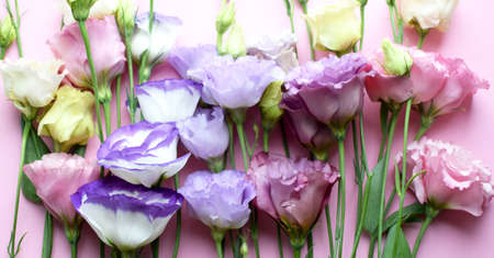 Beautiful colorful eustoma flowers (lisianthus) in full bloom with buds leaves. Bouquet of flowers on pink background.の写真素材